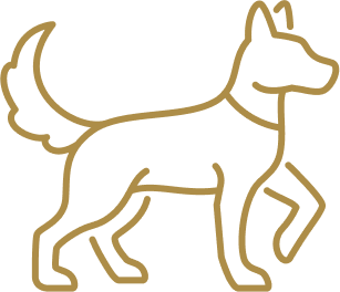 intensive austin boulder dog training program in home