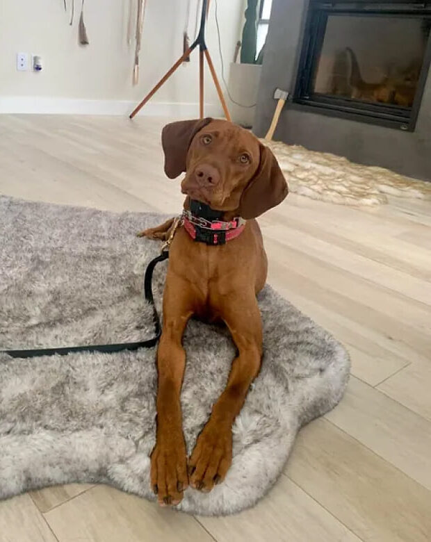 luxury dog boarding in boulder co homes homes