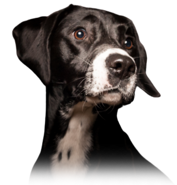 dog looking at varsity training membership options