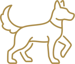 intensive austin boulder dog training program in home