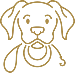 board and train austin and boulder dog training program