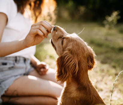 puppy in training in austin