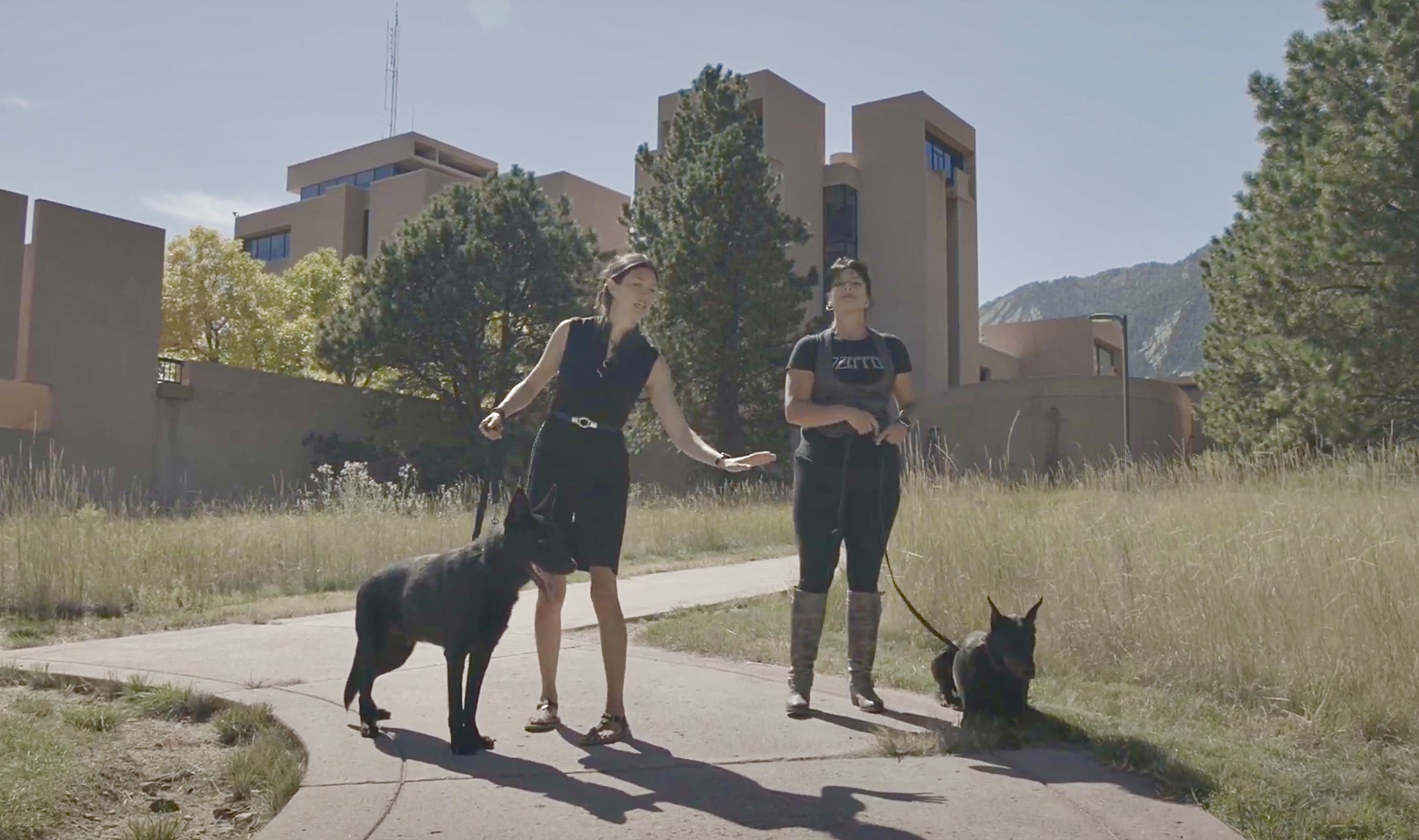 canine good citizen (cgc) dog training seminar