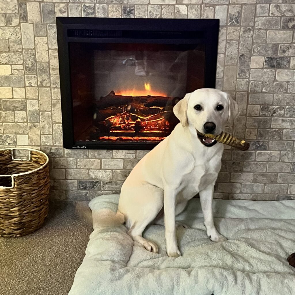 dog boarding boulder co