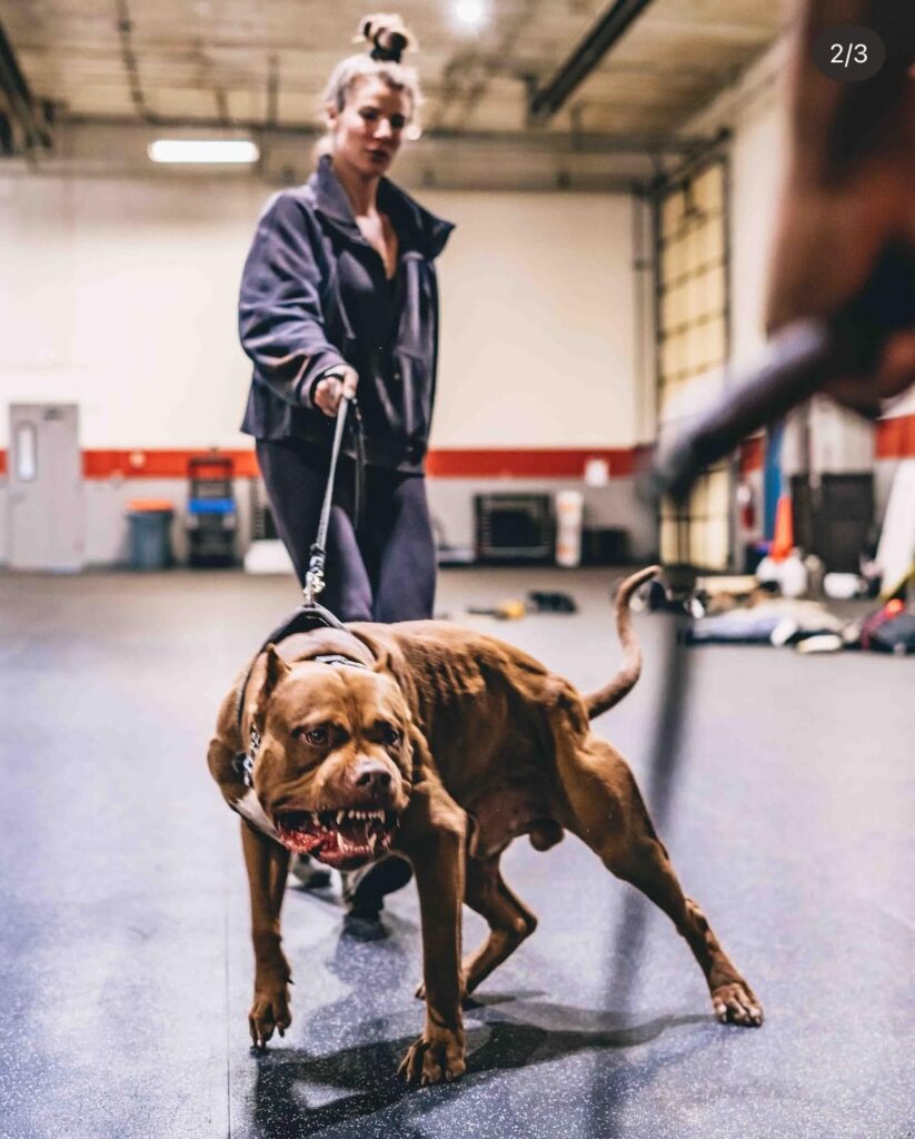 Aggressive dog training programs