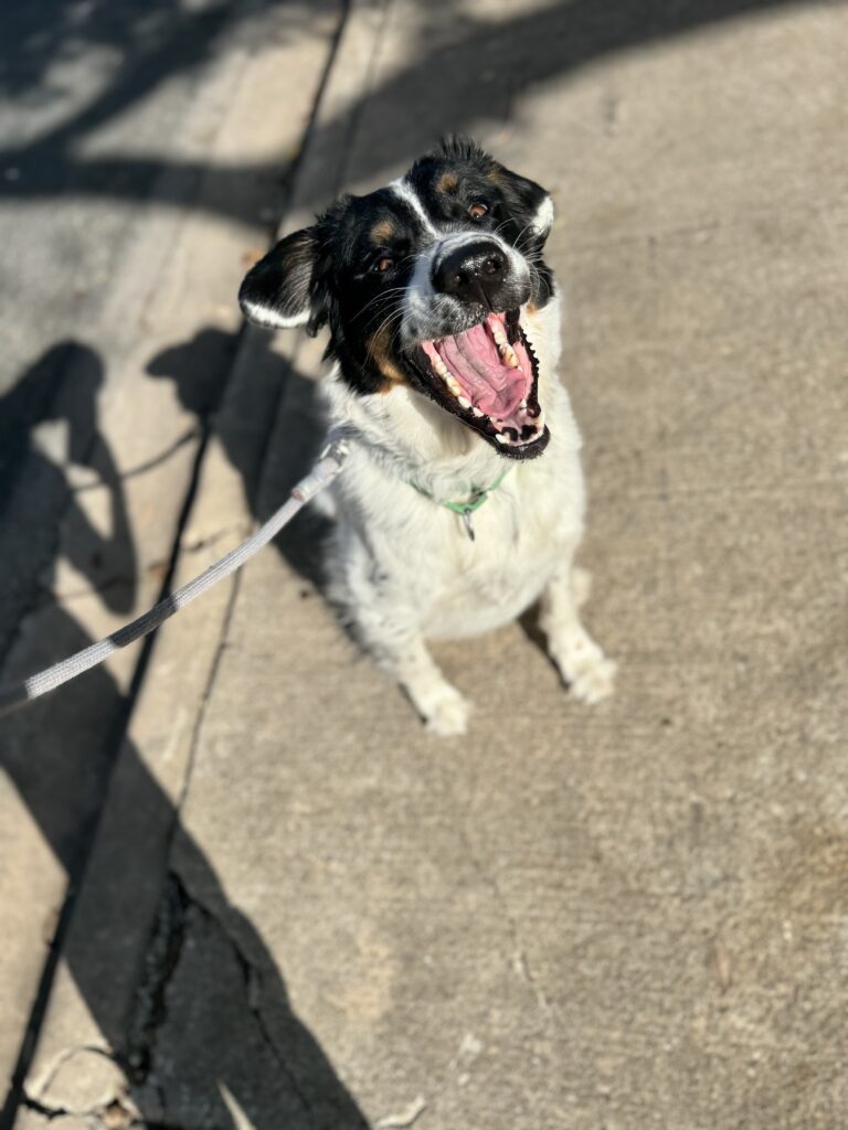 Dog loving the in home Tutoring program