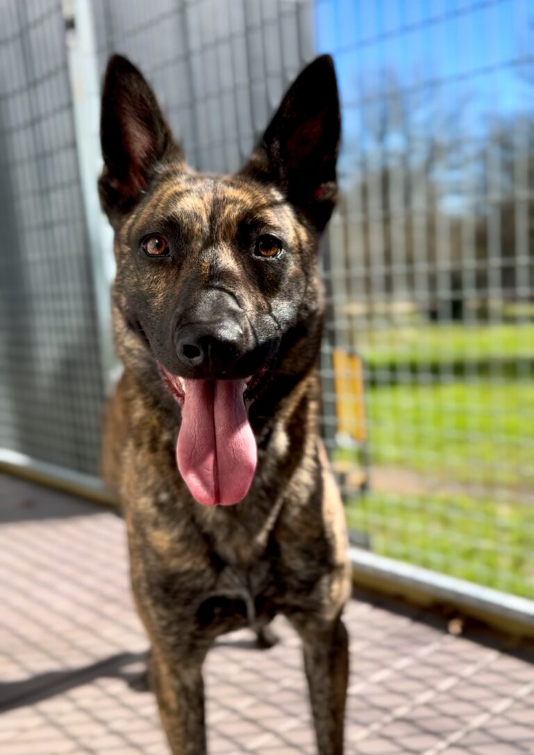 Private in home dog training programs in colorado and texas