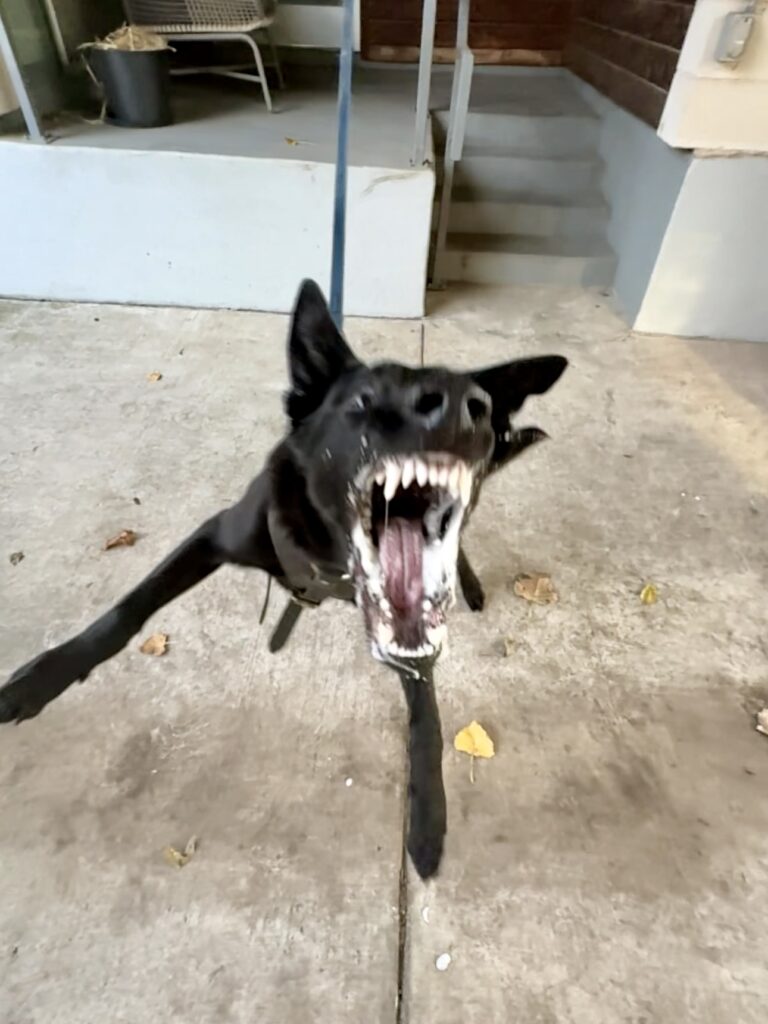 Aggressive dog training Malinois puppy resource guarding