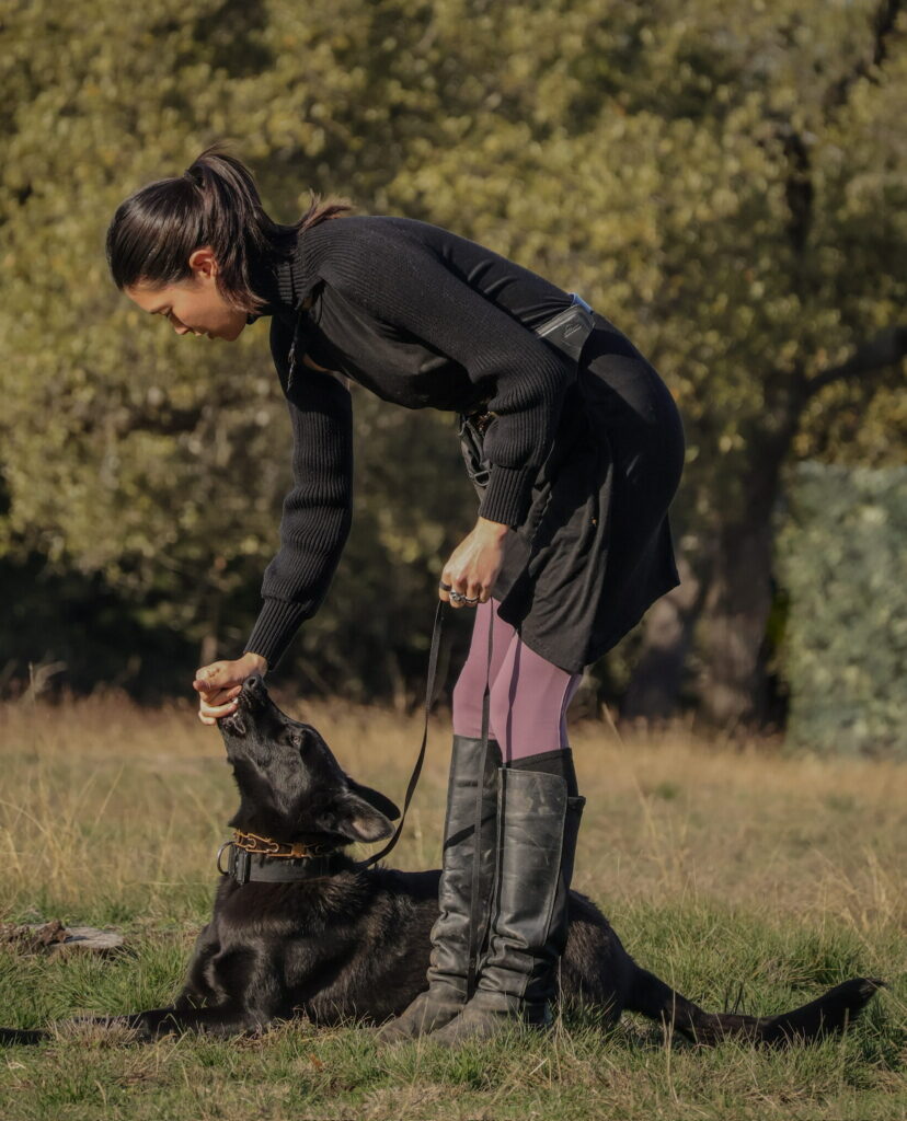 German Shepherd puppy in behavior modification Homeschool Program