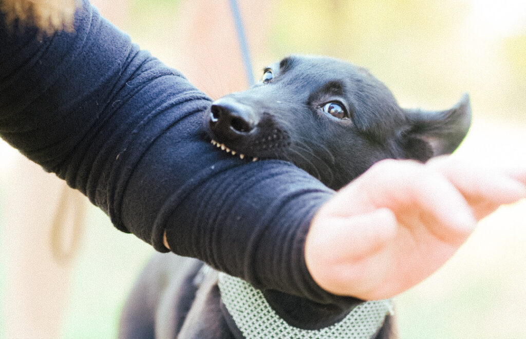 Puppy biting guarding person