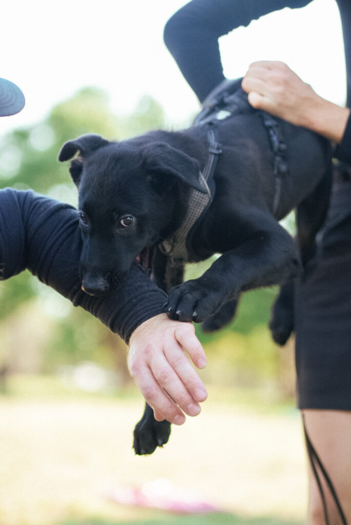 Puppy resource guarding favorite human being