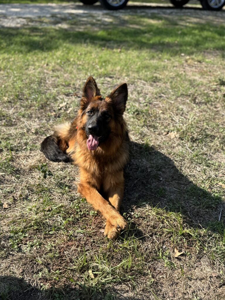 Dog Basic obedience training off leash
