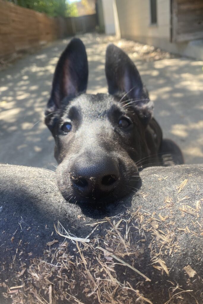 Puppy biting toy resource guarding