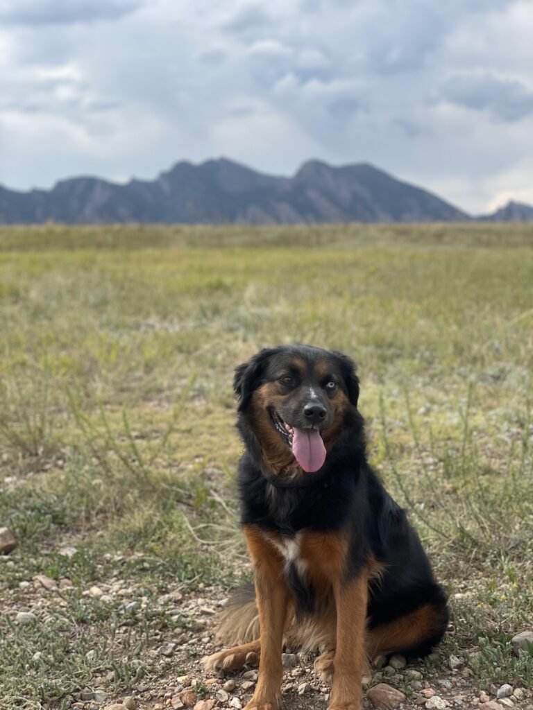 voice and sight boulder permit for off leash training
