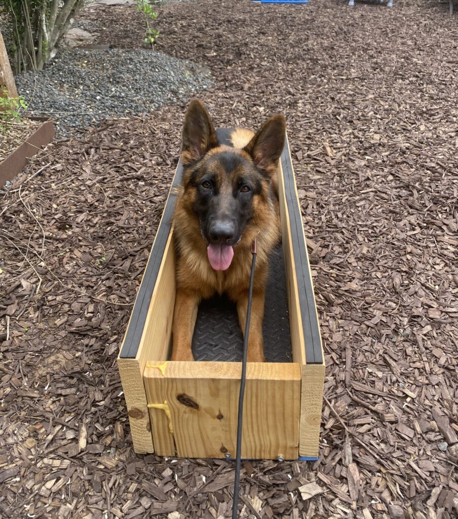 basic obedience dog training