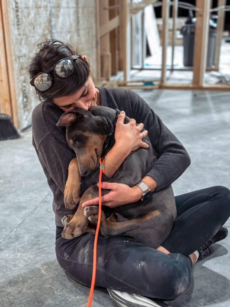 Trained Doberman for sale